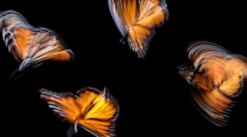 blurred monarch butterflies