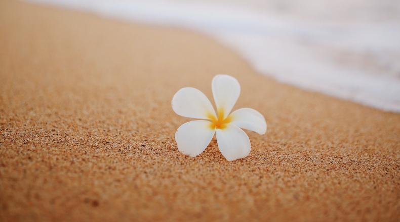 flower on sand