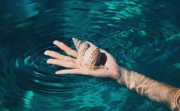 shell resting on hand in water