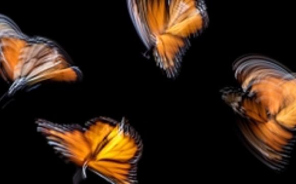 blurred monarch butterflies