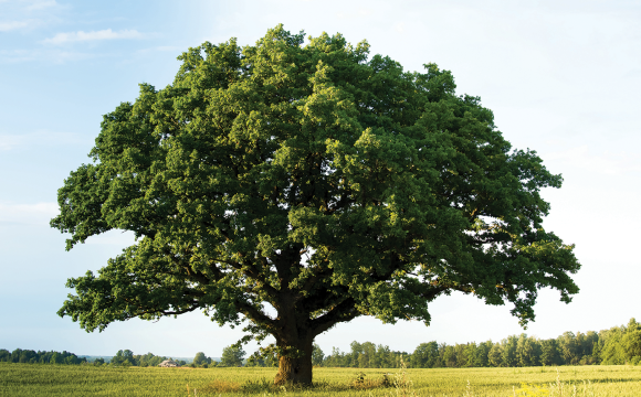 Large oak tree in a field