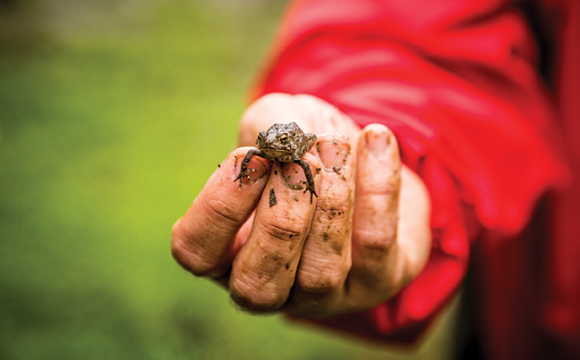 A hand holding a small frog.