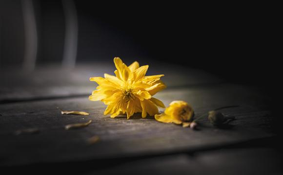 yellow flowers sitting on a wood table