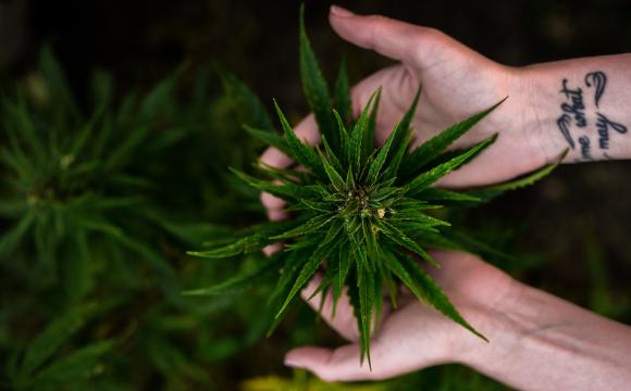 hands holding a cannabis plant