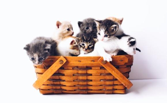 a basket of kittens