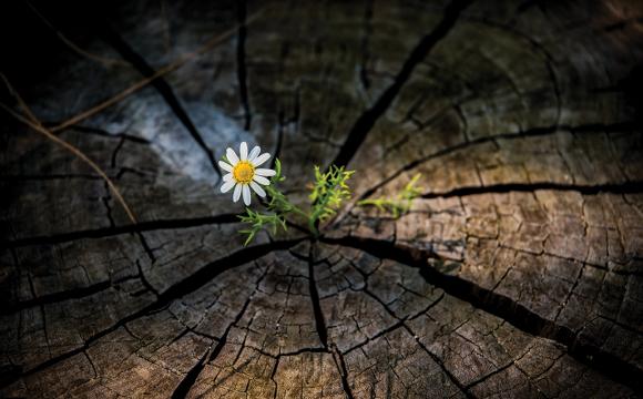 daisy blooming in the cracks of a wood stump