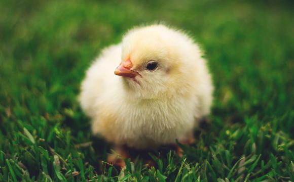 baby chicken sitting in green grass