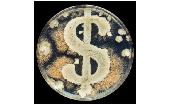 Petri dish filled with several cultures of bacteria in the shape of a dollar sign