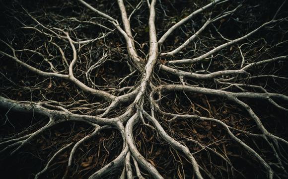 tree roots