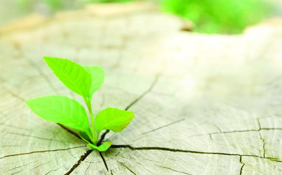 plant growing out of a tree stump