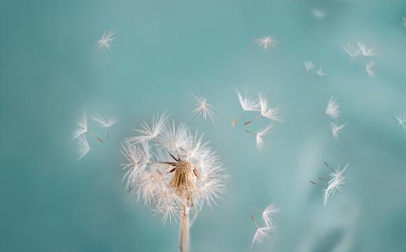 dandelion with green background