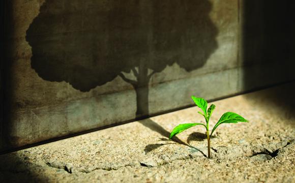 small piece of green grass with a shadow of a tree